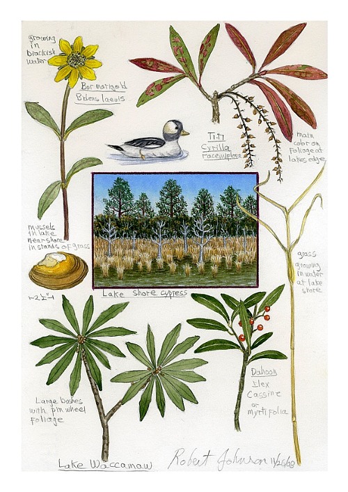 Lake Waccamaw Print