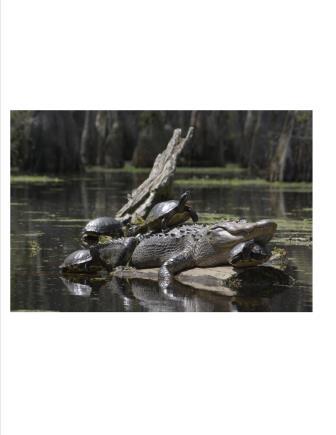 Merchants Millpond Alligator Photo