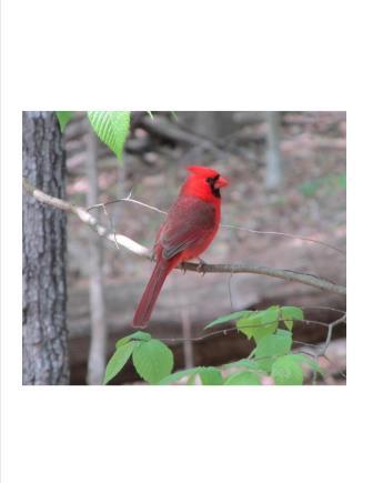 North Carolina State Bird, Cardinal