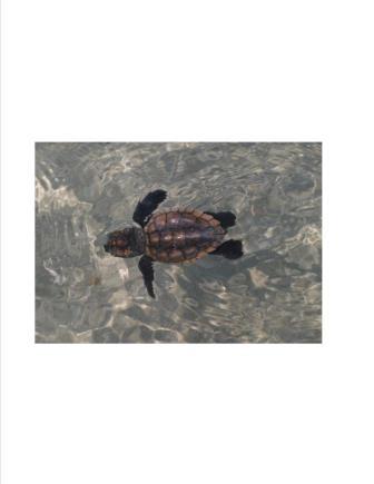 Sea Turtle Photo